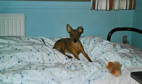 Dvaergpinscher Sylvester - Vester taget på sengen! billede 19