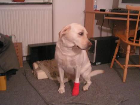 Labrador retriever Luna fra Lundemarken  - ja så har jeg lige været en tur hos doktoren.... knækkede min ulveklo....øv billede 13