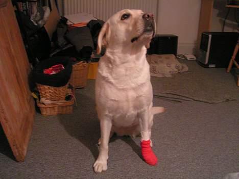 Labrador retriever Luna fra Lundemarken  - ja i må jo hellere se min fine røde sok.... billede 14