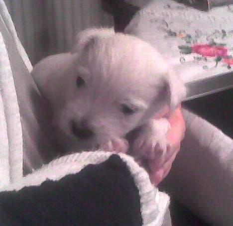 West highland white terrier Anton - 16/10 - så er der ikke lang tid til at han kommer hjem til sin moooar :)  billede 12