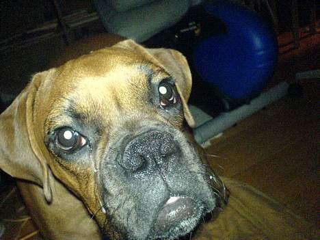 Boxer Otto - taget den 25okt. Otto: hvad nu far ? billede 8