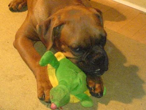 Boxer Otto -  taget den 25okt. Otto har fået herr. Skildpadde billede 10