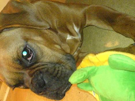 Boxer Otto - taget den 25okt. Otto og skildpadden :-) billede 11