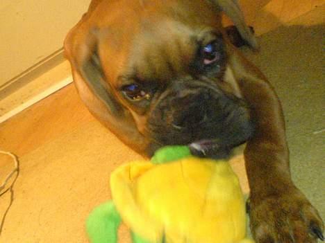 Boxer Otto - taget den 25okt. Otto nedlægger Skildpadde billede 12