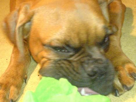 Boxer Otto - taget den 25okt. Otto med Skildpadde der mangler de to fødder de er døde :D billede 13