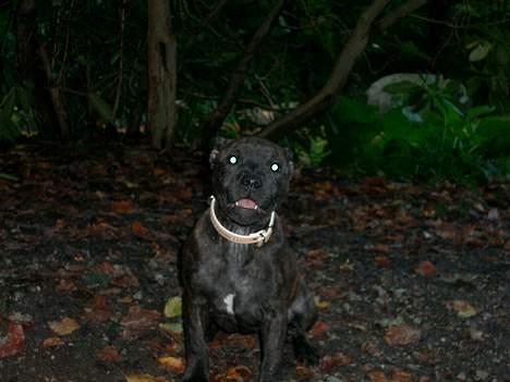 Staffordshire bull terrier Mille billede 6