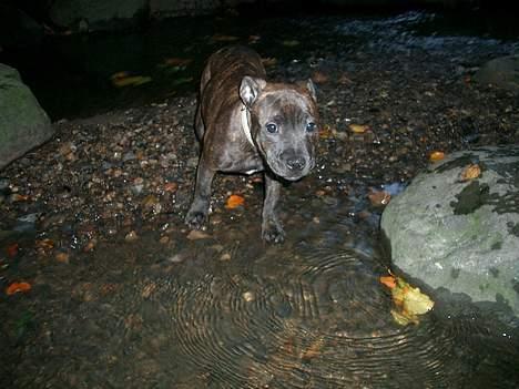 Staffordshire bull terrier Mille billede 7