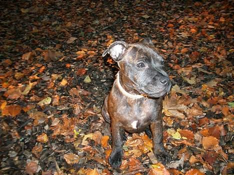 Staffordshire bull terrier Mille billede 8