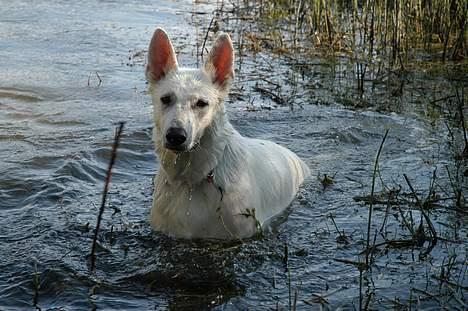 Hvid schæfer Rolf von American Canadia - Jeg er også en hund efter vand billede 14