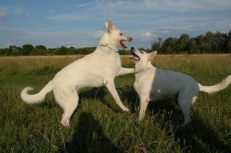 Hvid schæfer Rolf von American Canadia - skal vi lege eller hvad billede 15