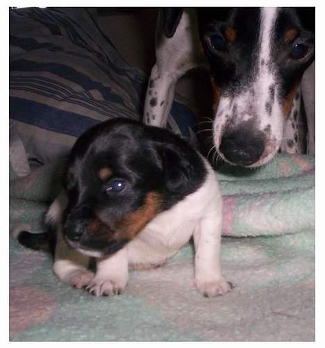 Dansk svensk gaardhund Joe,også kaldet "Å" - Her med den ene datter, hvor han hjælper så godt han kan. billede 10