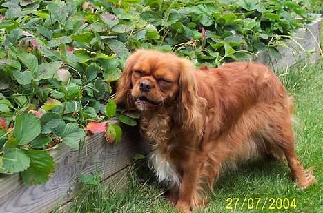 Cavalier king charles spaniel Asta - Nu ved vi hvem jordbær tyven er! billede 12