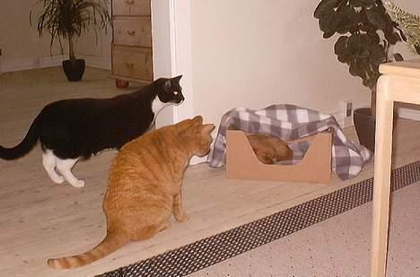 Cavalier king charles spaniel Asta - Asta studeres nøje af vores katte. billede 13