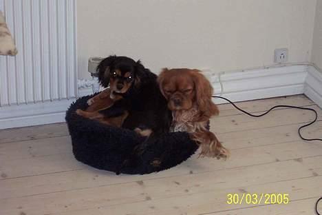 Cavalier king charles spaniel Asta - Kattens kurv er næsten stor nok til en cavalier, men ikke til to! billede 14