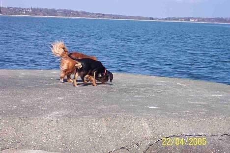 Cavalier king charles spaniel Carmen - Side om side! billede 15