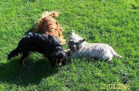 Cavalier king charles spaniel Asta - Besøg af vores ven Freja. billede 16