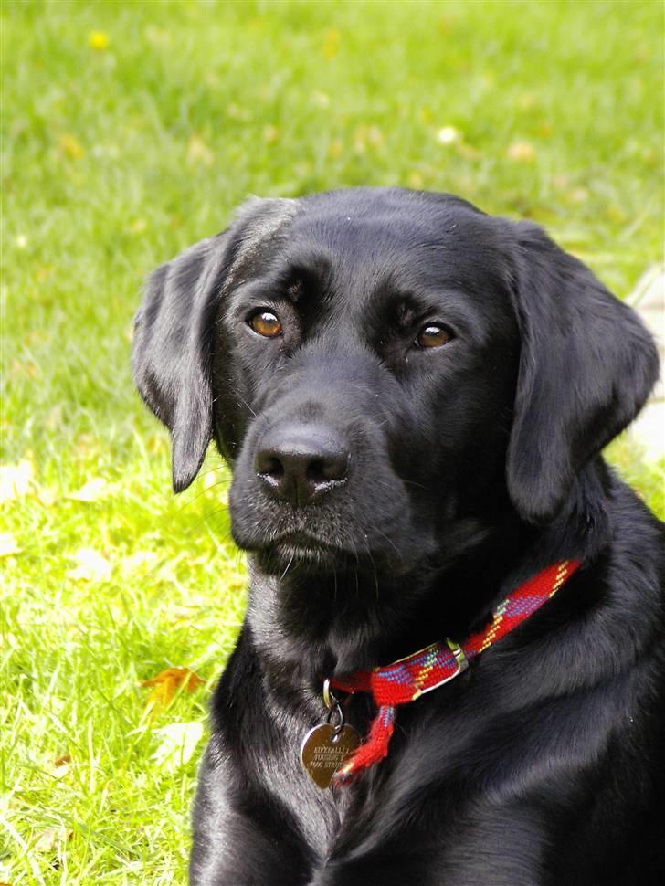 Labrador retriever Nicki - 22. september 2007 billede 1