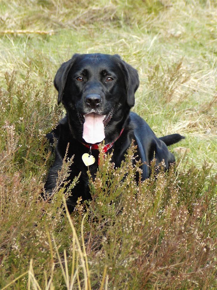 Labrador retriever Nicki - I hundeskoven .. billede 2