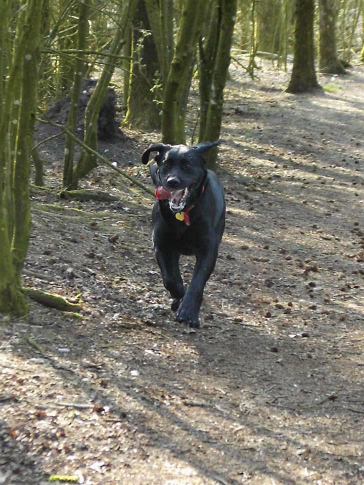 Labrador retriever Nicki - I hundeskoven .. billede 3