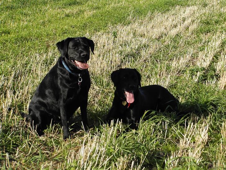 Labrador retriever Nicki - Nicki og Bella på marken .. billede 4