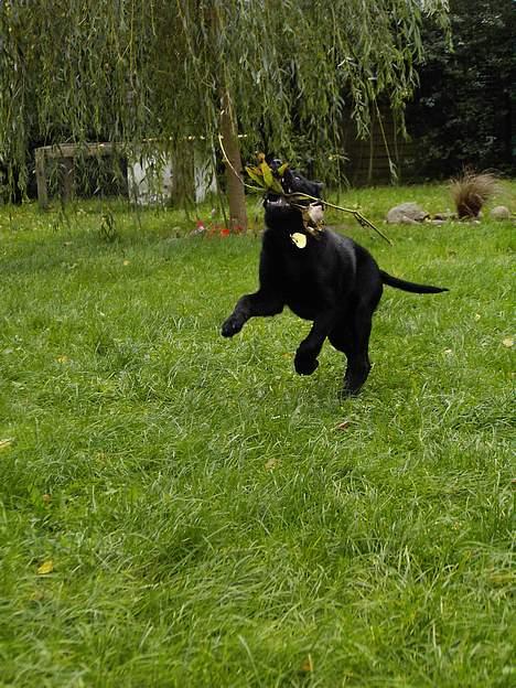 Labrador retriever Nicki - ... billede 5