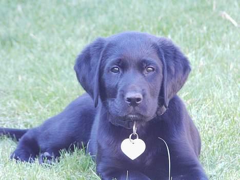 Labrador retriever Nicki - Som hvalp .. billede 6