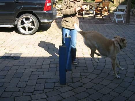 Labrador retriever Trisse - Jeg elsker at springe billede 9