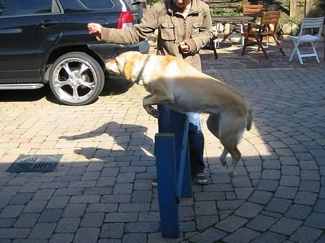 Labrador retriever Trisse - jeg hopper højt=) og så får jeg en godbid efter=) ( det er ikke mig men min veninde) billede 10
