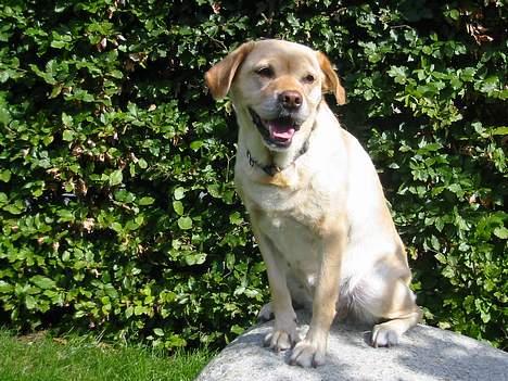 Labrador retriever Trisse - Nu kommer der ikke nogle ind i huset billede 11