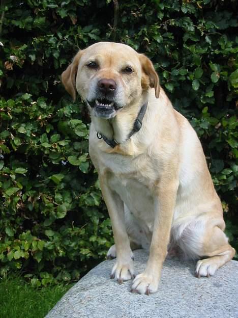 Labrador retriever Trisse - der kommer en! jeg må heller knore billede 12
