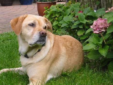 Labrador retriever Trisse - kommer der nu en til? billede 13