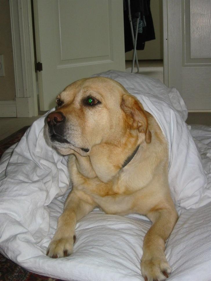 Labrador retriever Trisse - er jeg ikke bare sød??? i min mors dyne?? billede 14