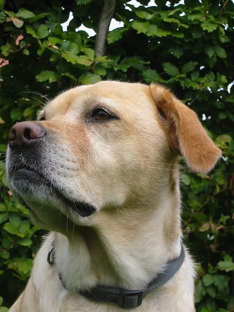 Labrador retriever Trisse - holder vagt billede 15