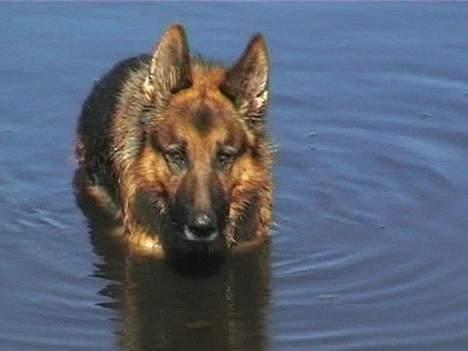 Schæferhund Uggertown Bonzo billede 1