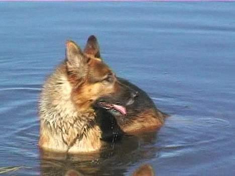 Schæferhund Uggertown Bonzo billede 2