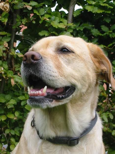 Labrador retriever Trisse - jeg er træt billede 16