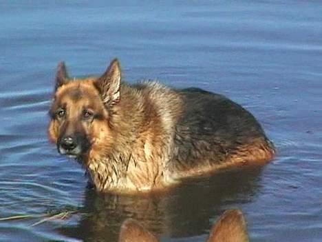 Schæferhund Uggertown Bonzo billede 3