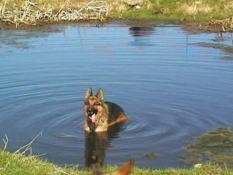 Schæferhund Uggertown Bonzo billede 4