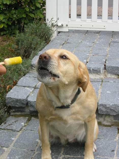 Labrador retriever Trisse - EN IS? det får jeg ikke så tit:) billede 17