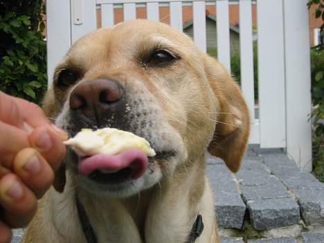 Labrador retriever Trisse - Den smager godt. UMMMMM billede 18
