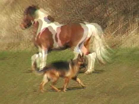 Schæferhund Uggertown Bonzo billede 5