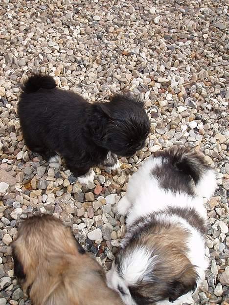 Pekingeser Trunte billede 15