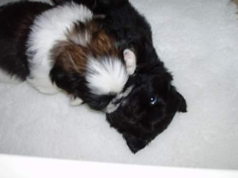 Pekingeser Trunte billede 16