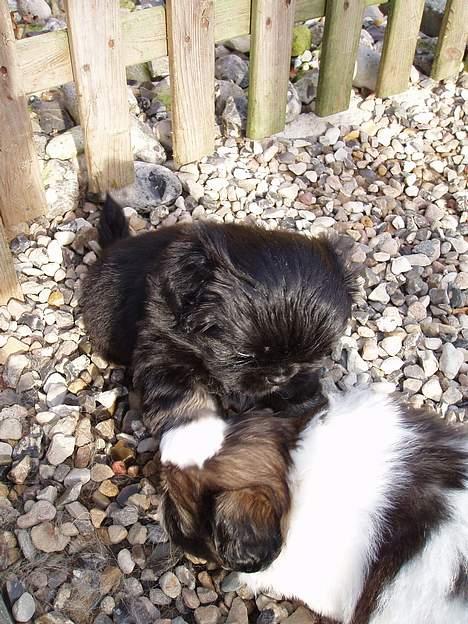 Pekingeser Trunte billede 17