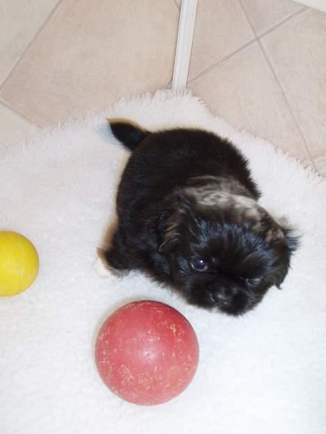 Pekingeser Trunte billede 18