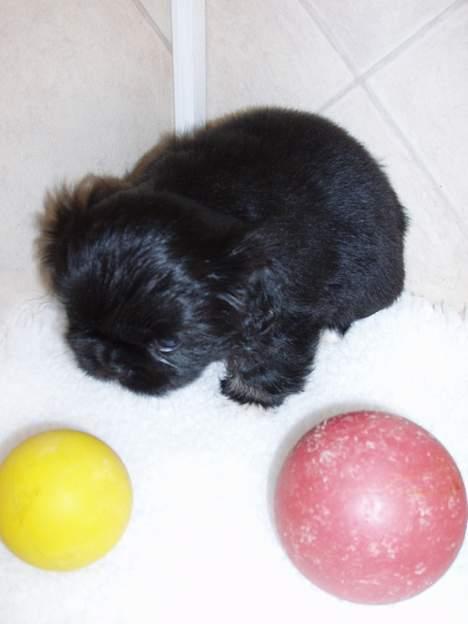 Pekingeser Trunte billede 19