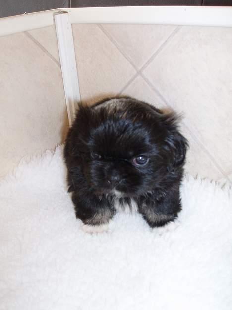 Pekingeser Trunte billede 20