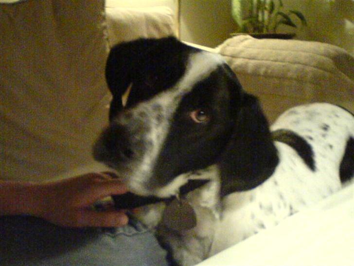 Blanding af racer Victor billede 12