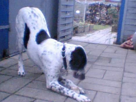 Blanding af racer Victor billede 14