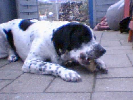 Blanding af racer Victor billede 15